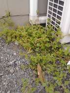 Image of largefruit amaranth