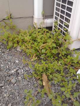 Image of largefruit amaranth