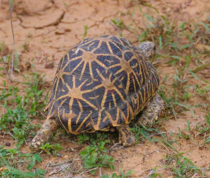 Image of Typical Tortoises