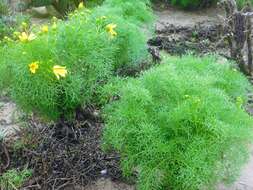 Image de Coreopsis gigantea (Kellogg) Hall