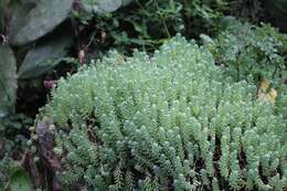 Image of Sedum jerzedowskii Perez-Calix