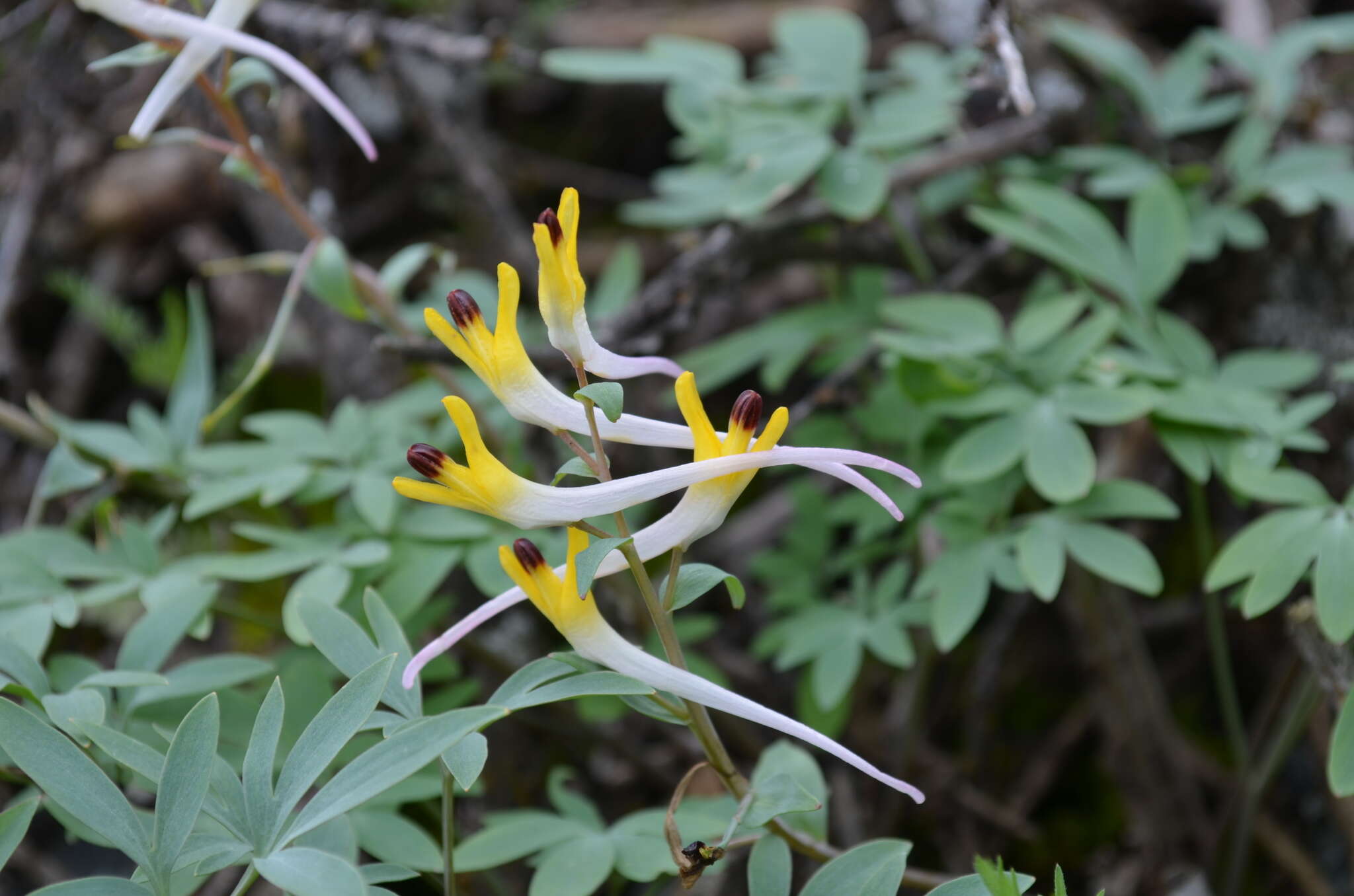 Image of Corydalis schanginii subsp. ainae Ruksans ex Lidén