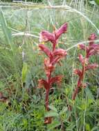 Image of Orobanche alba subsp. alba