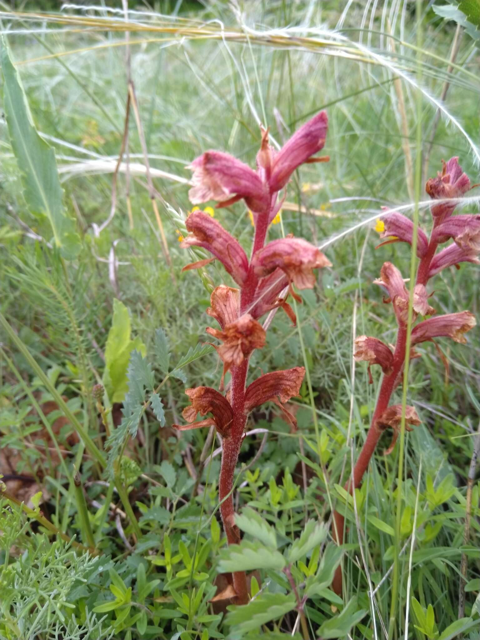 Image of Orobanche alba subsp. alba