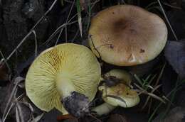 Image of Tricholoma frondosae Kalamees & Shchukin 2001