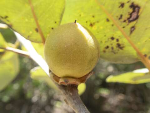 Image of Diospyros vescoi Hiern