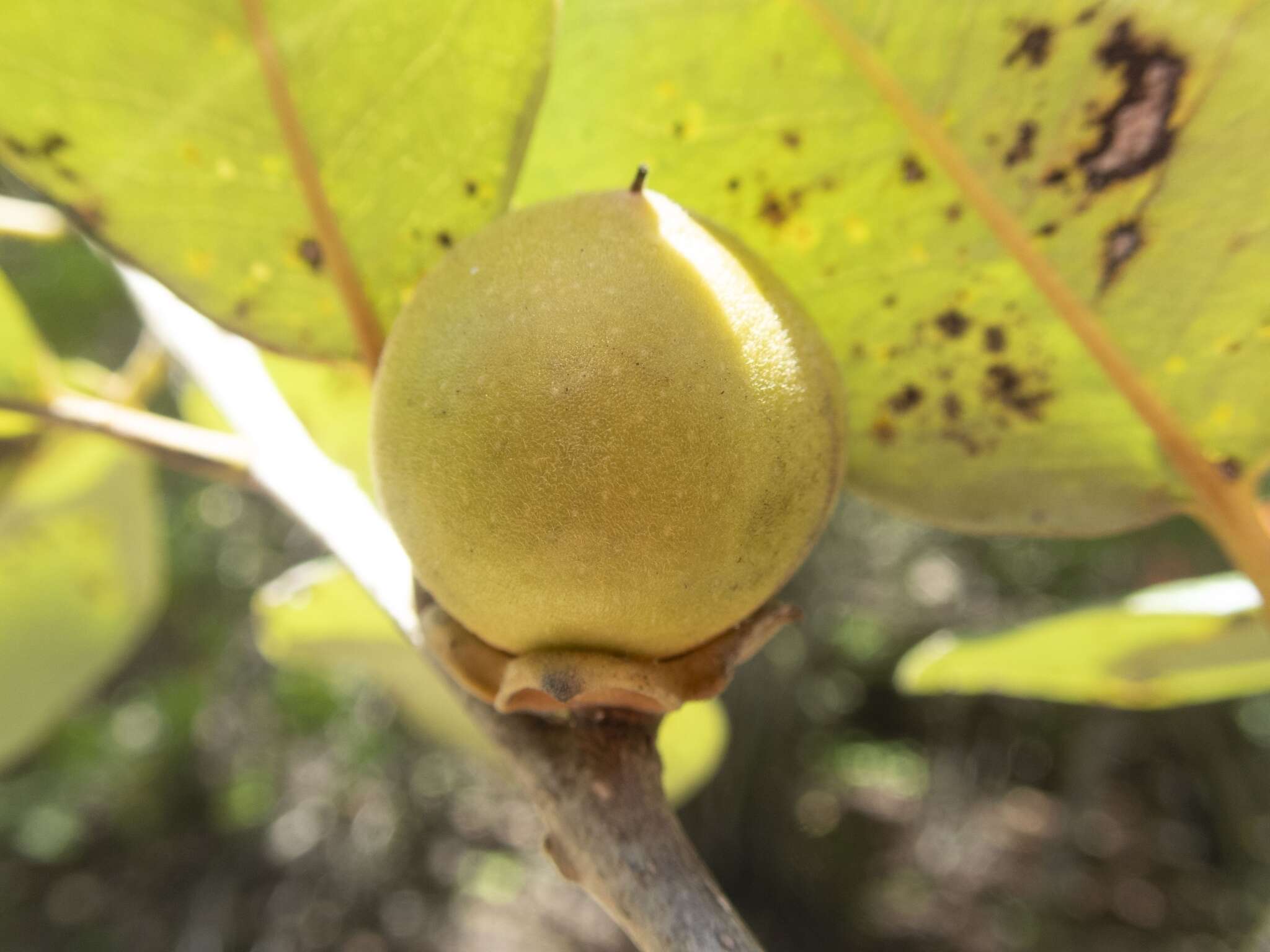 Sivun Diospyros vescoi Hiern kuva