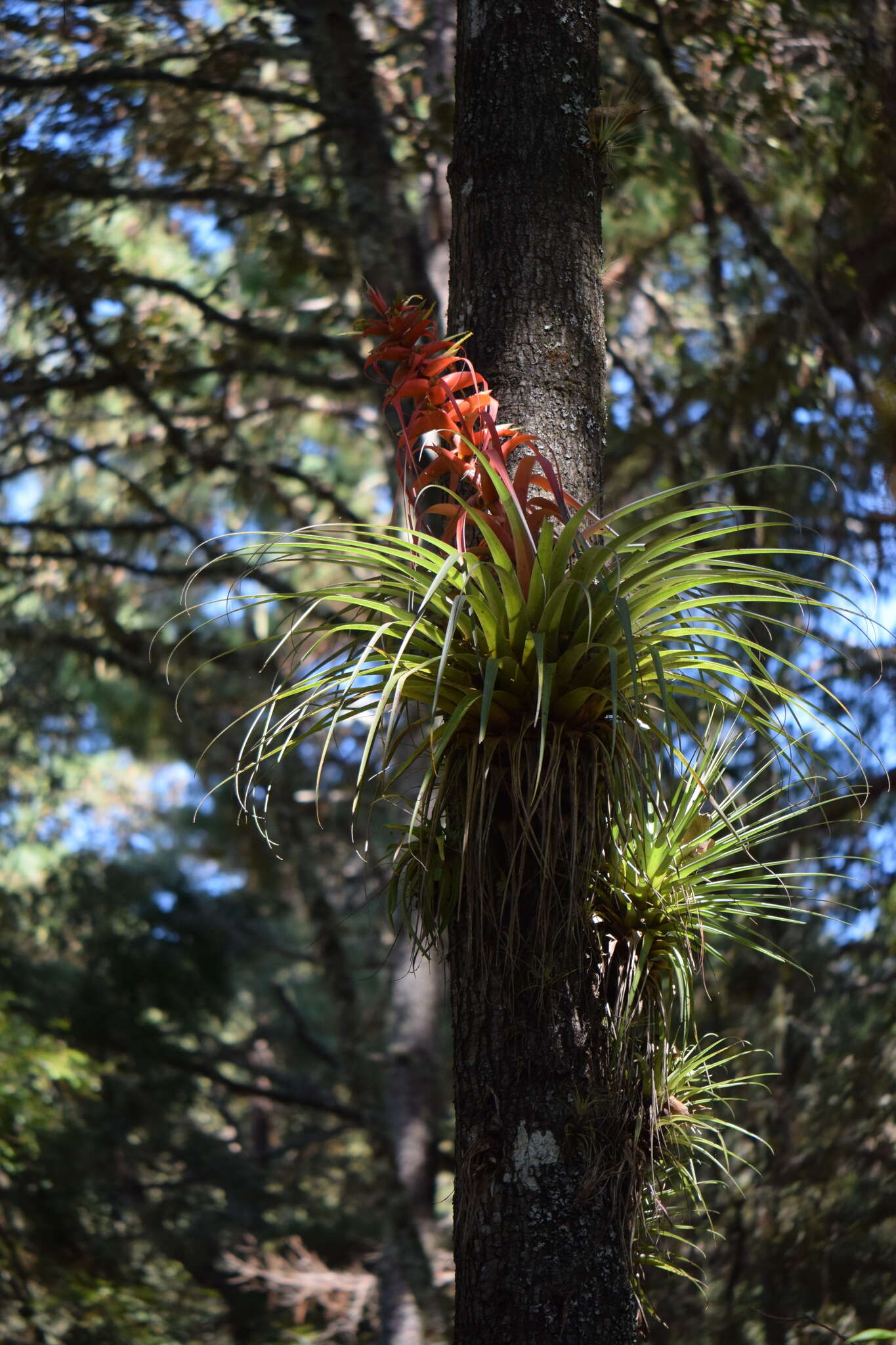 Image de Tillandsia carlos-hankii Matuda