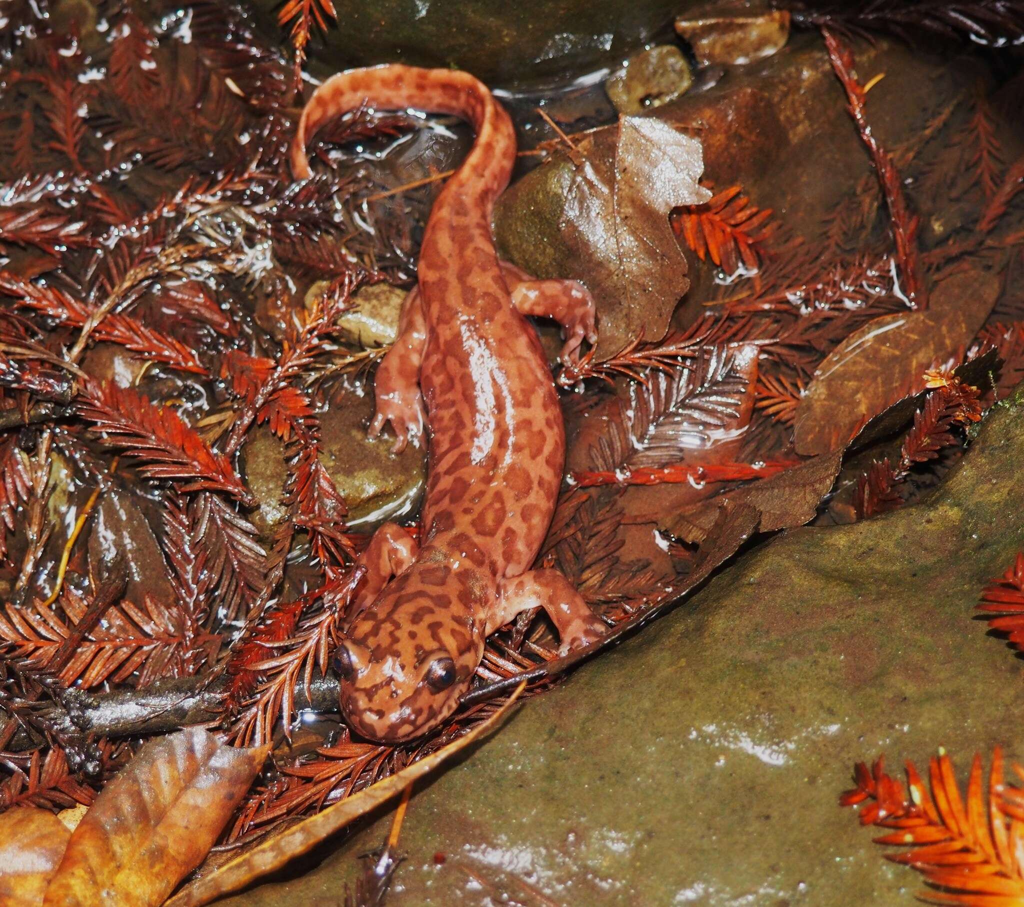 Image of California Giant Salamander