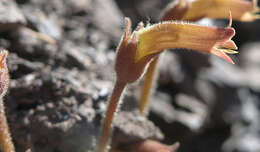 Image of clustered broomrape