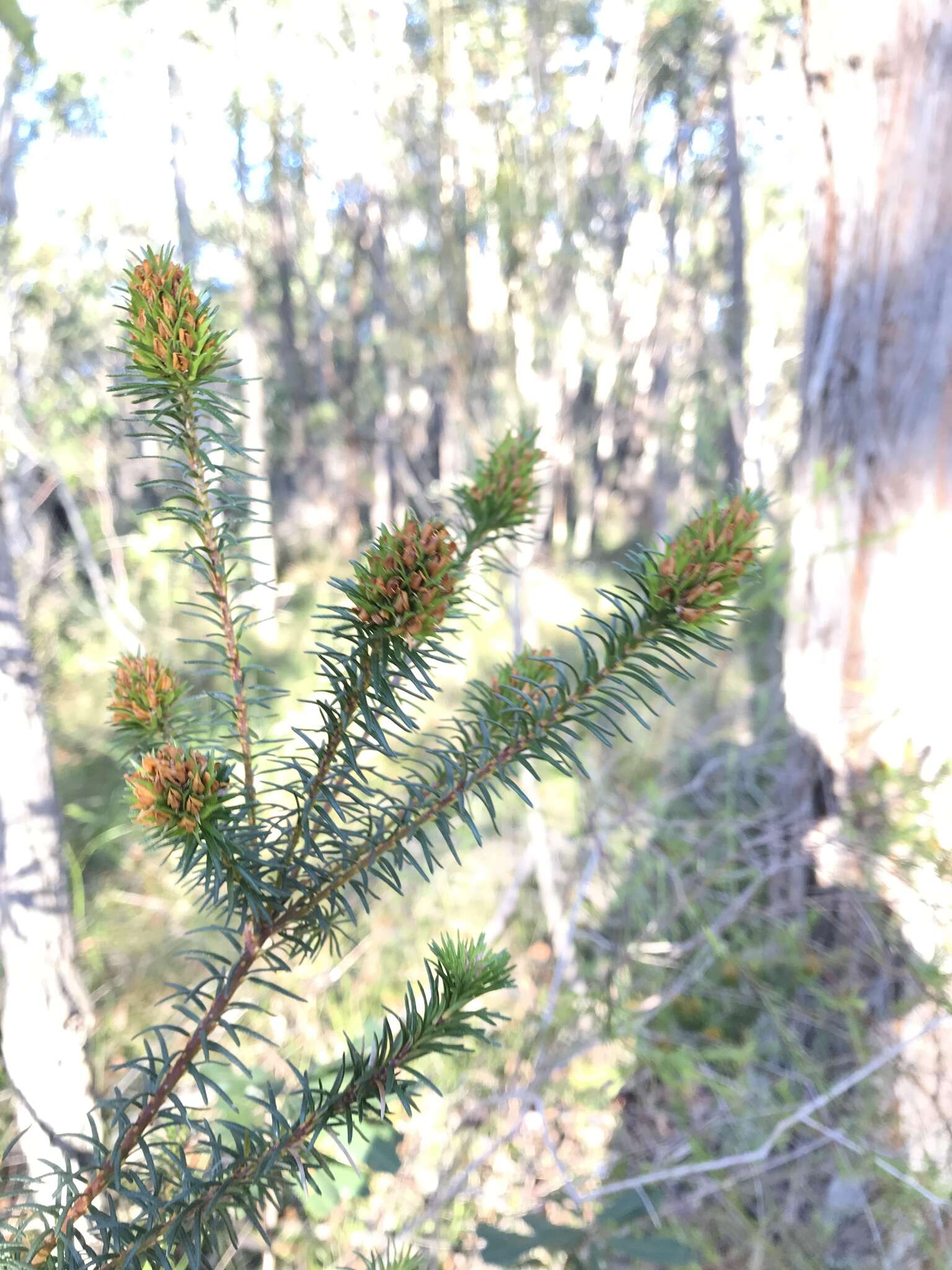 Sivun Phyllota kuva