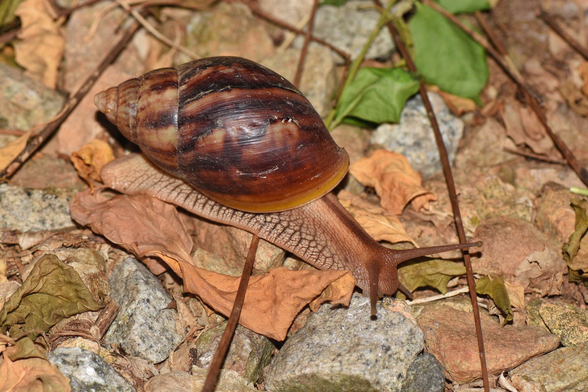 Image de Lissachatina immaculata