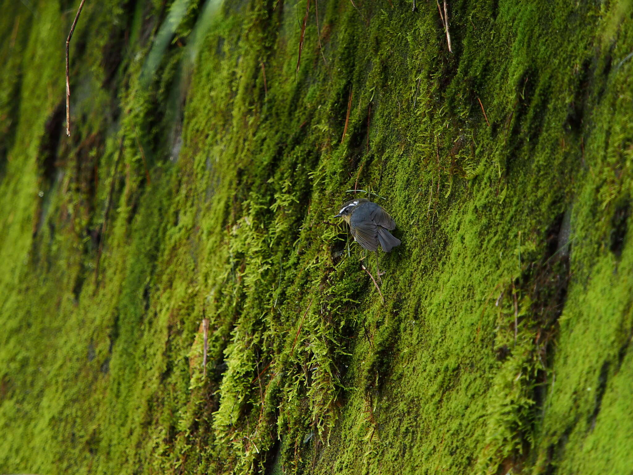 Image of White-browed Bush Robin