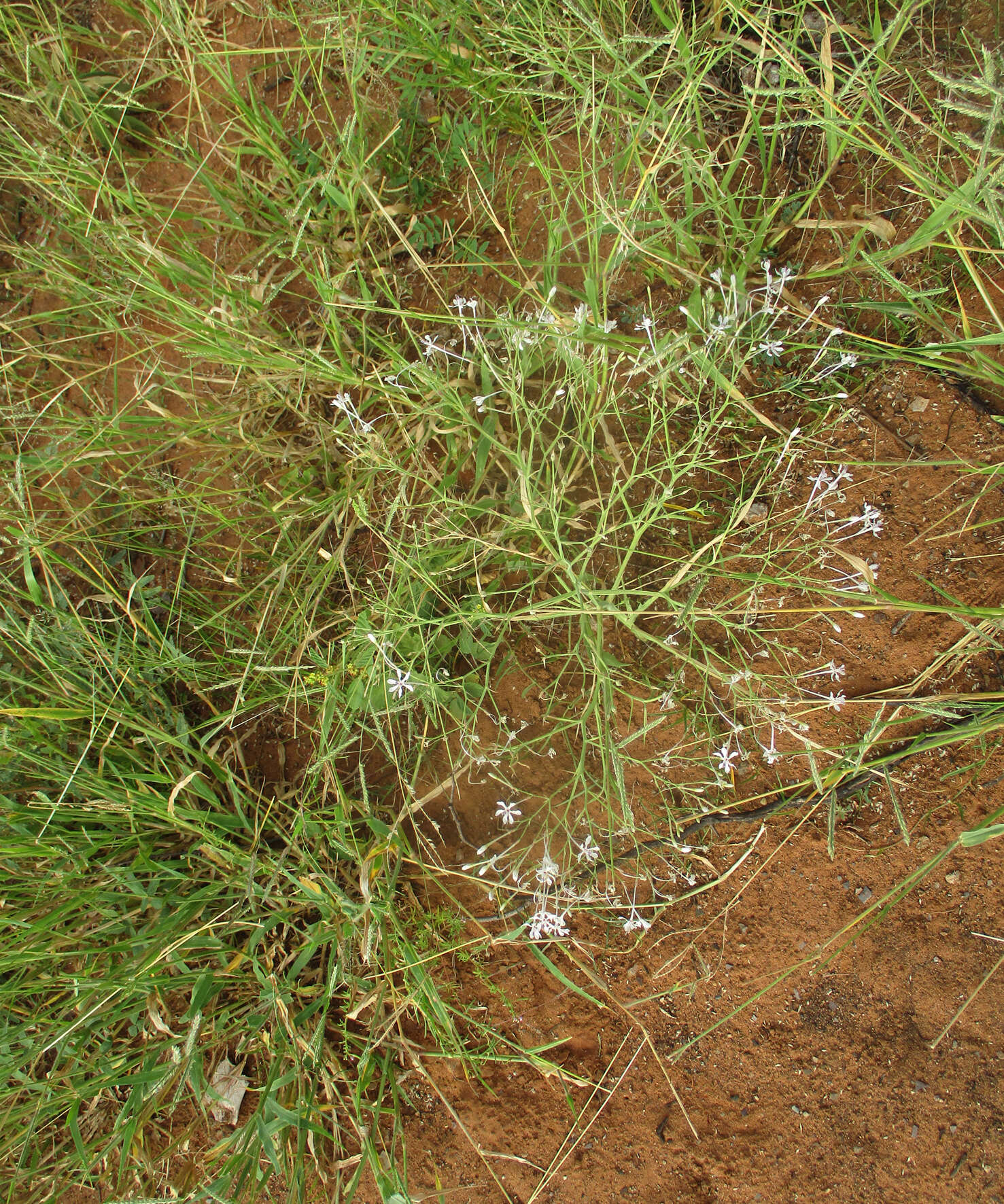 Plancia ëd Afrosolen bainesii