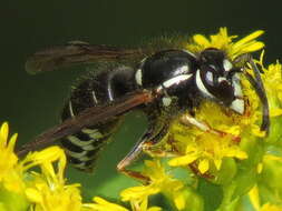 Image of Vespula consobrina (de Saussure 1854)