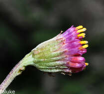 Image of Jacobaea boissieri (DC.) Pelser