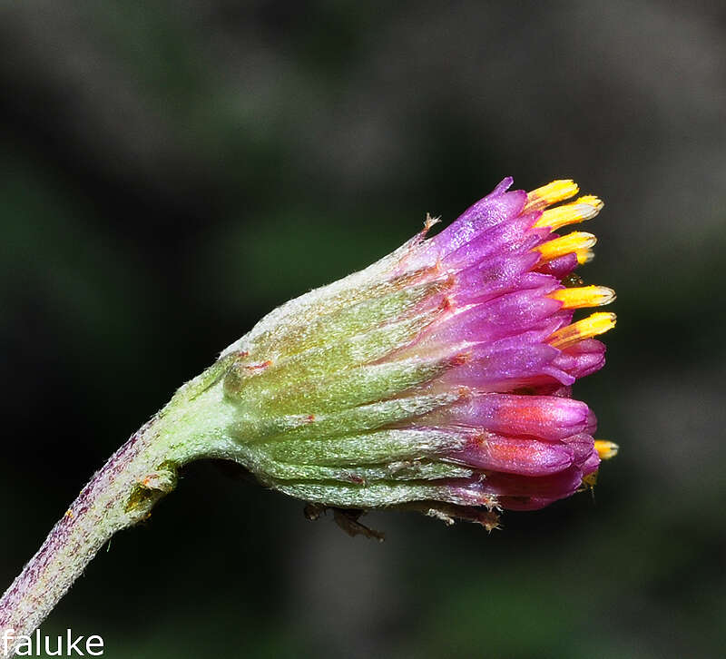 Plancia ëd Jacobaea boissieri (DC.) Pelser