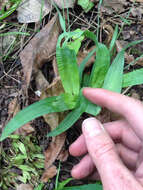 Imagem de Carex platyphylla J. Carey