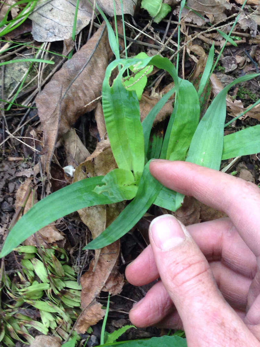 Image of broadleaf sedge