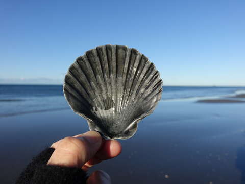 Image of New Zealand scallop