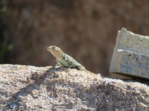 Image of Banded Rock Lizard