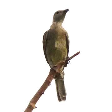 Image of Great Bowerbird