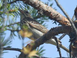 Image of Anthus trivialis trivialis (Linnaeus 1758)