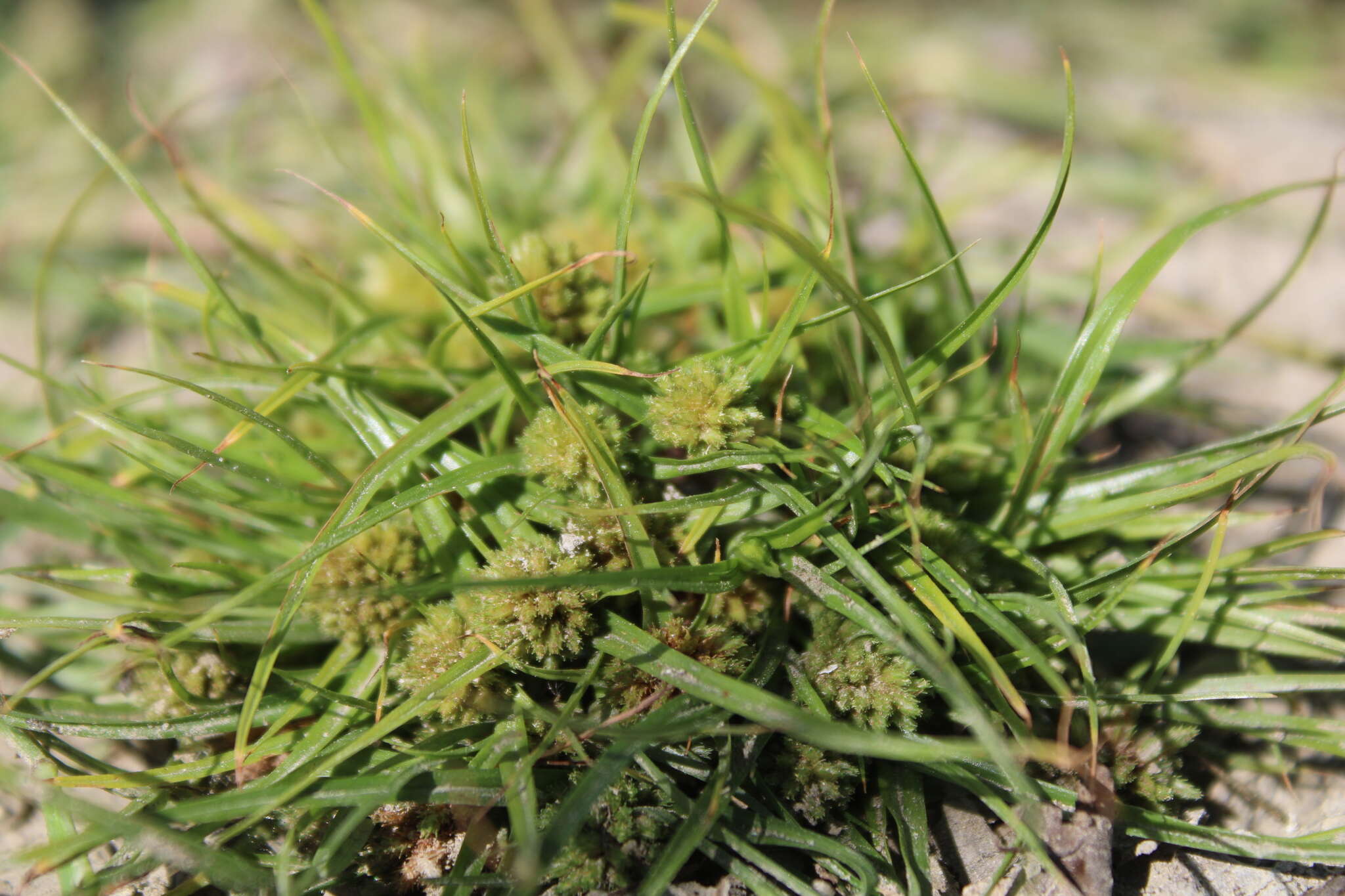 Image of Cyperus michelianus (L.) Delile