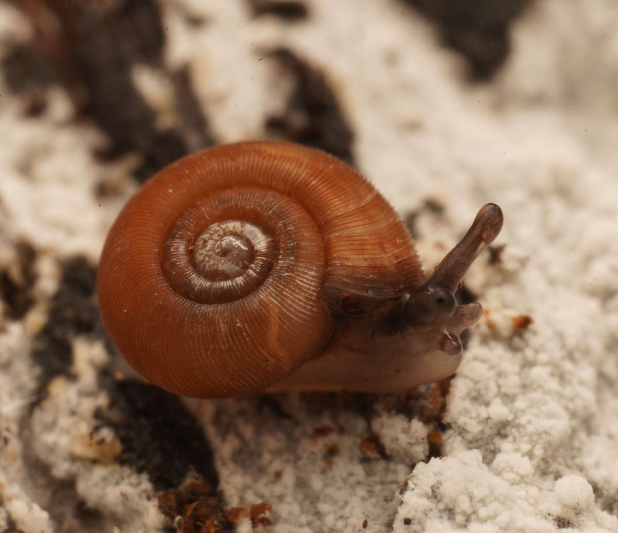 Image of Tasmathera legrandi (Cox 1868)