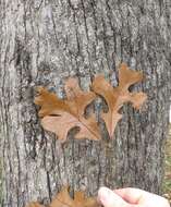 Слика од Quercus fernowii Trel.