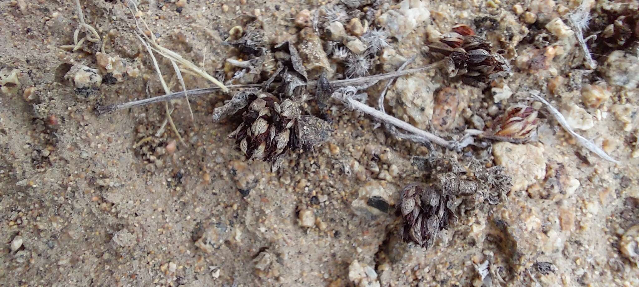 Image of Pleurophora pusilla Hook. & Arn.