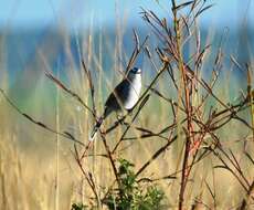 Image of Black-crowned Tchagra