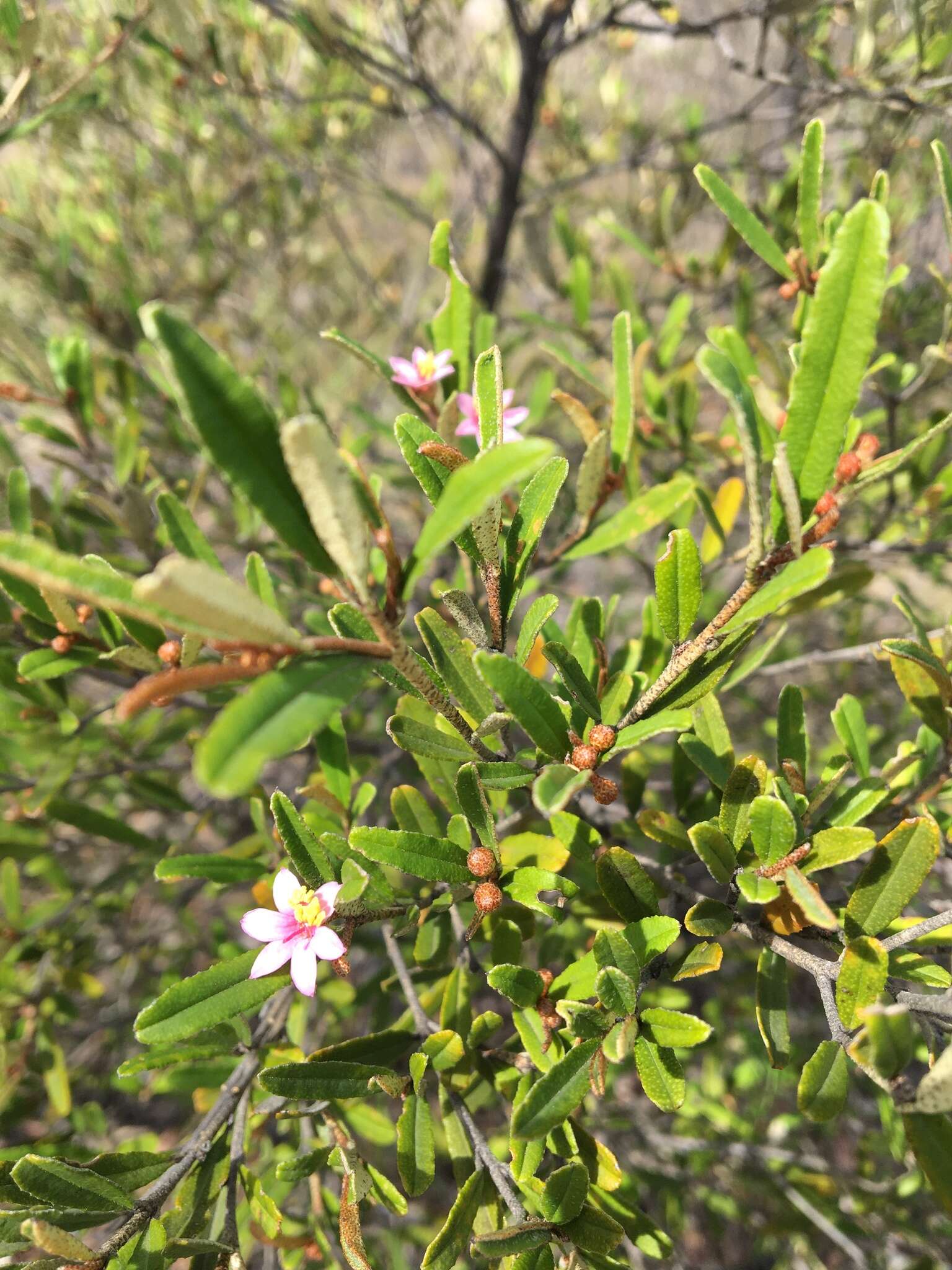 Image of Phebalium nottii (F. Müll.) F. M. Bailey