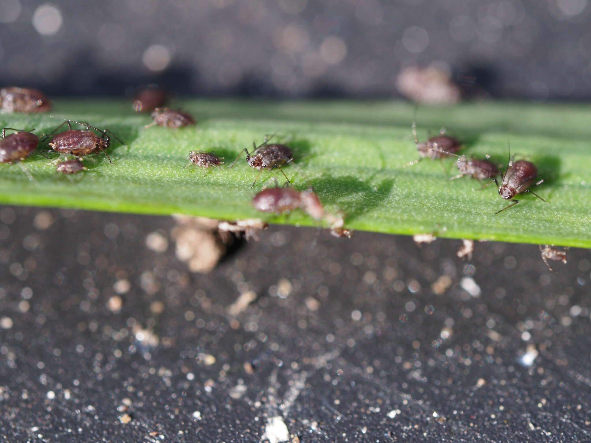 Image of Aphid