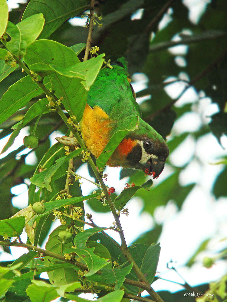 Image of Blue-fronted Fig-parrot