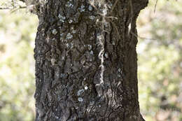 Image of Quercus mexicana Bonpl.