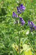 Sivun Aconitum sachalinense F. Schmidt kuva