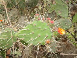 Image of Opuntia quitensis F. A. C. Weber