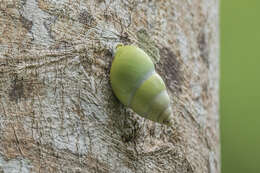 Image of Amphidromus atricallosus (Gould 1843)