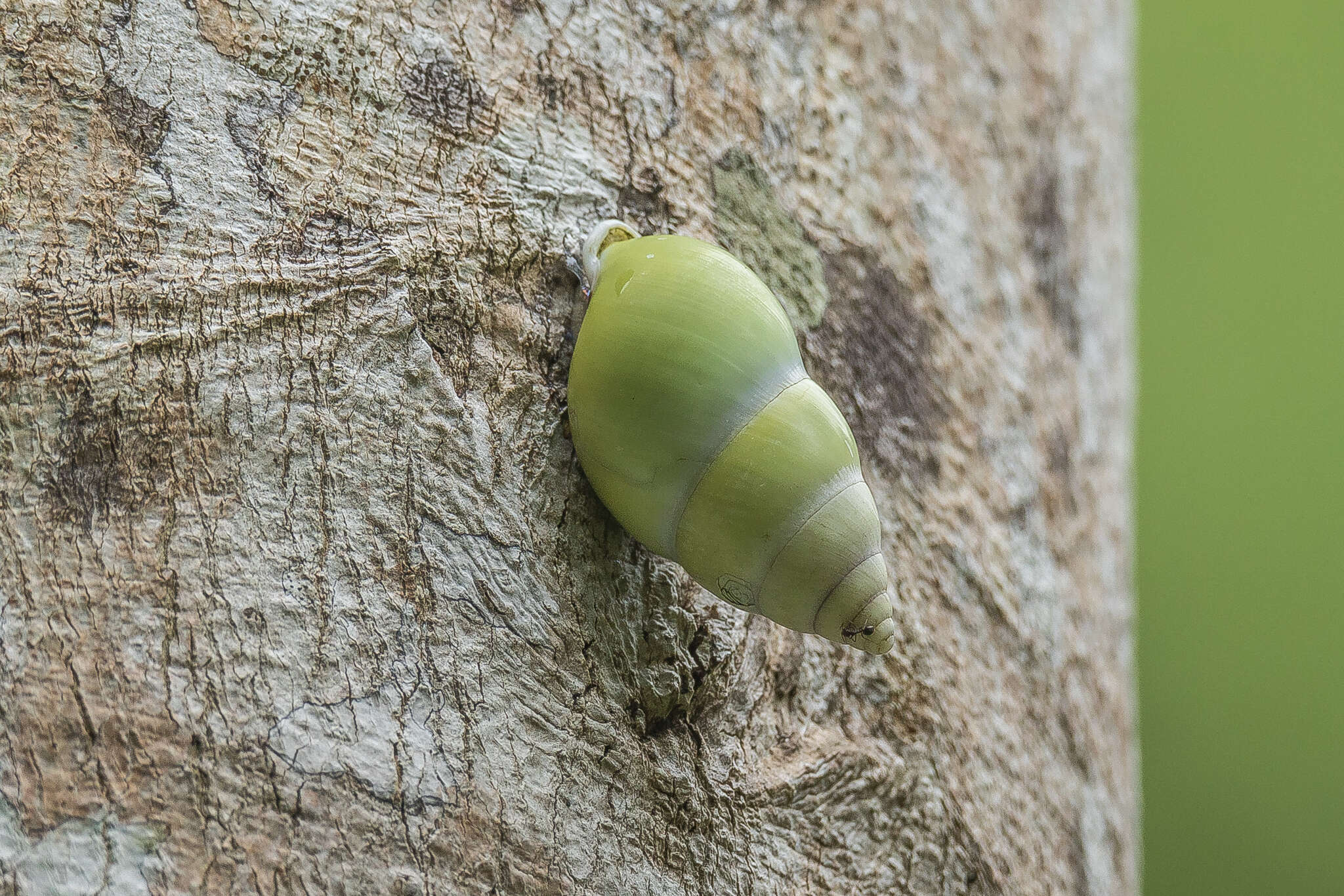 Image of Amphidromus atricallosus (Gould 1843)