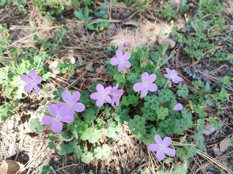 Image of Geranium crenatifolium H. E. Moore