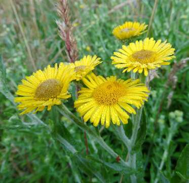 Image of common fleabane