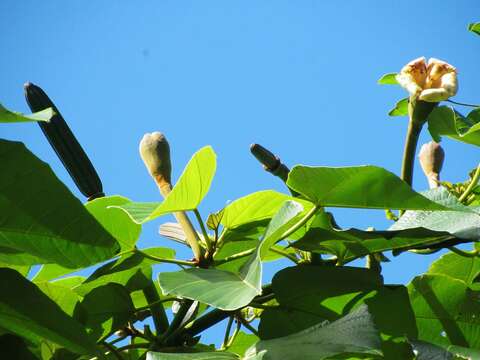 Image of balsa tree