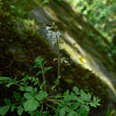 Image of Salvia pygmaea Matsum.