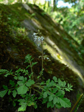 Image of Salvia pygmaea Matsum.