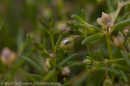 Plancia ëd Spergularia canadensis (Pers.) G. Don