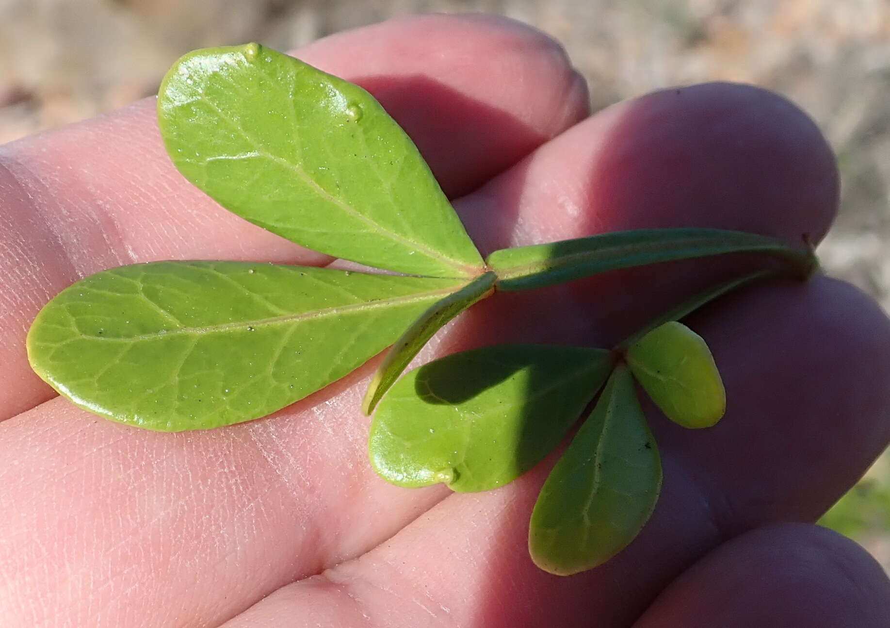 Image of Searsia pterota (C. Presl) Moffett