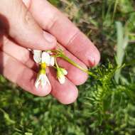 Imagem de Solanum pinnatisectum Dun.