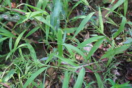 Image of Horse-Tail Crown Grass
