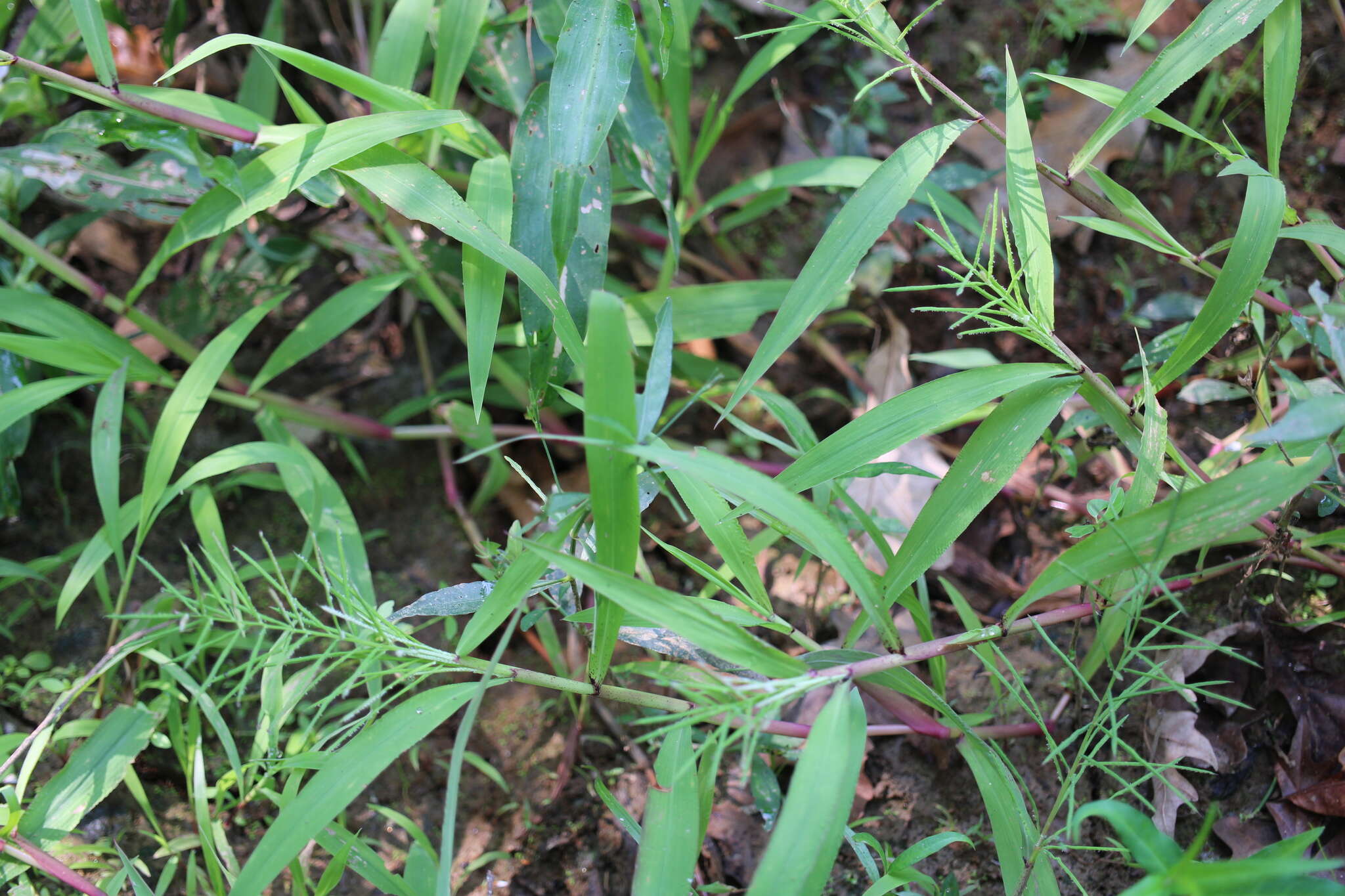 Image of Horse-Tail Crown Grass